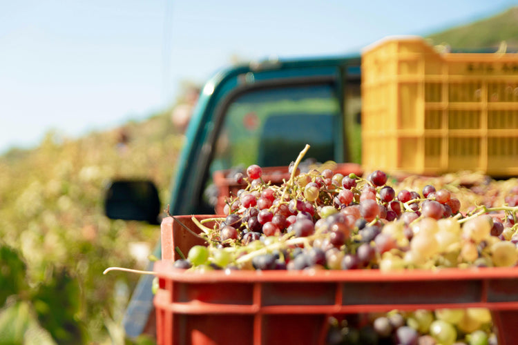 Winemaking Solutions